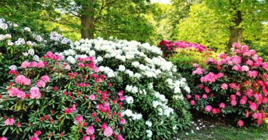 Frossa i rhododendron på Sofiero slott