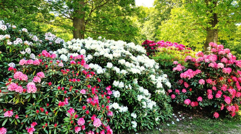 Frossa i rhododendron på Sofiero slott